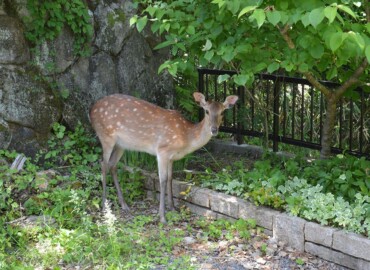 庭の鹿