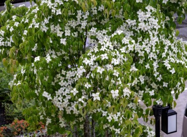 玄関のシンボルツリー「やまぼうし」 玄関のやまぼうし