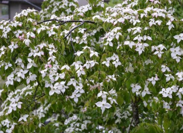 今年もたくさんの花をつけています。 シンボルツリー やまぼうし